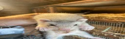 Ferret rodents for sale: Ferret for sale  in Gravesend - Advert 3