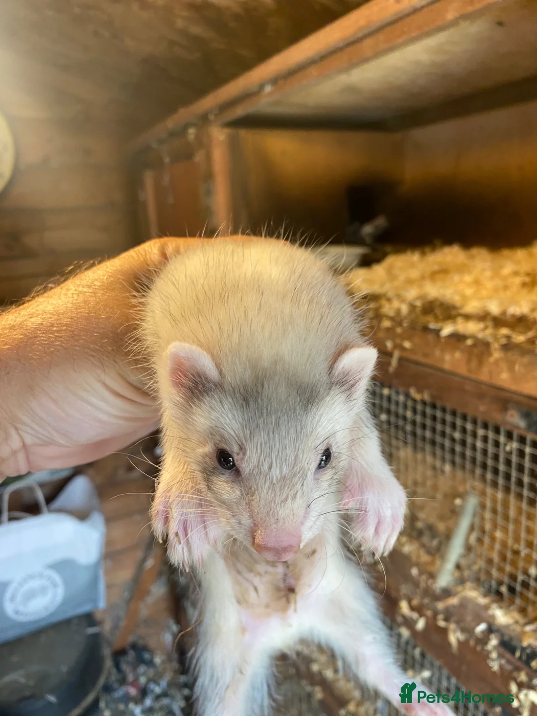 Ferret rodents for sale: Ferret for sale  in Gravesend - Advert 3