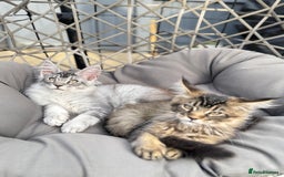 Maine Coon cats for sale: Perfect Maine Coons - Image 7
