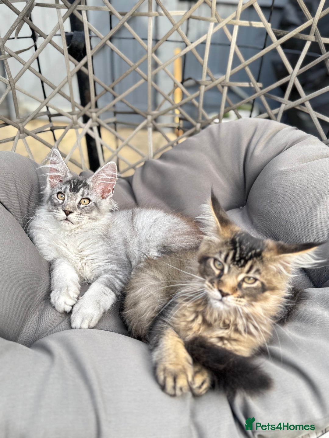 Maine Coon cats for sale: Perfect Maine Coons - Image 7