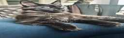 Maine Coon cats for sale: Maine Coon Tica registration full breed last girl  - Advert 4