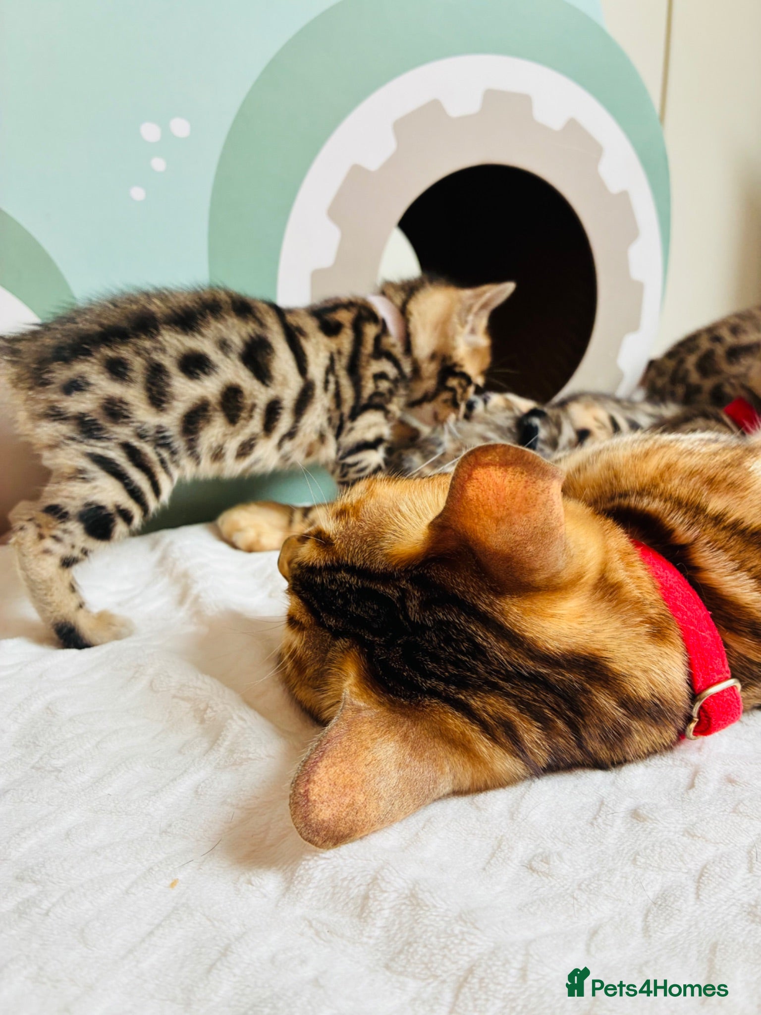 Bengal cats Amazing Bengal Kittens for sale  - Advert 2