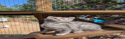 British Shorthair cats for sale: Full British shorthairs kittens READY NOW! - Advert 7