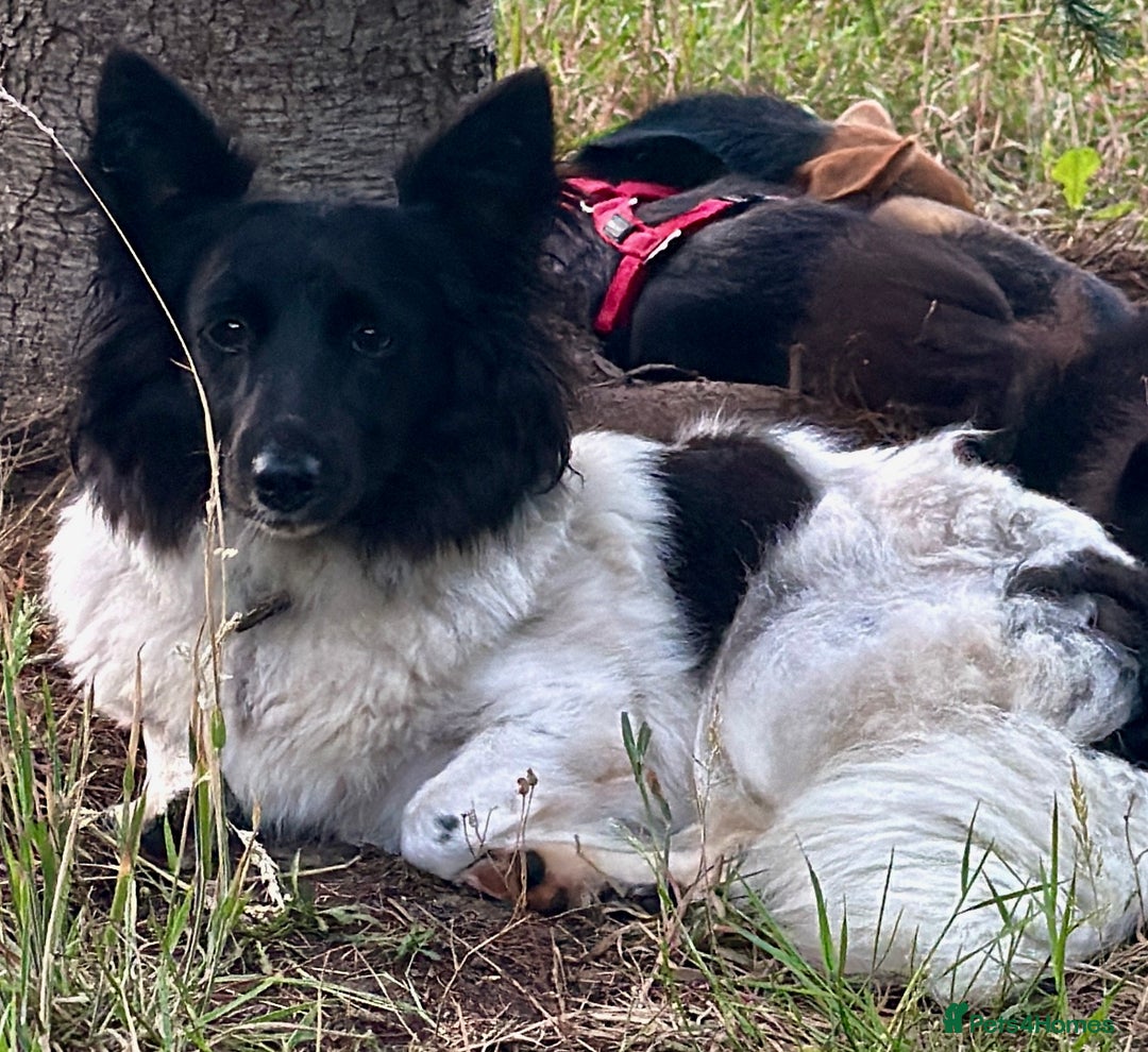 Welsh Corgi Cardigan dogs for adoption: BiBi – The Forgotten Soul Who Almost Lost her life - Image 1