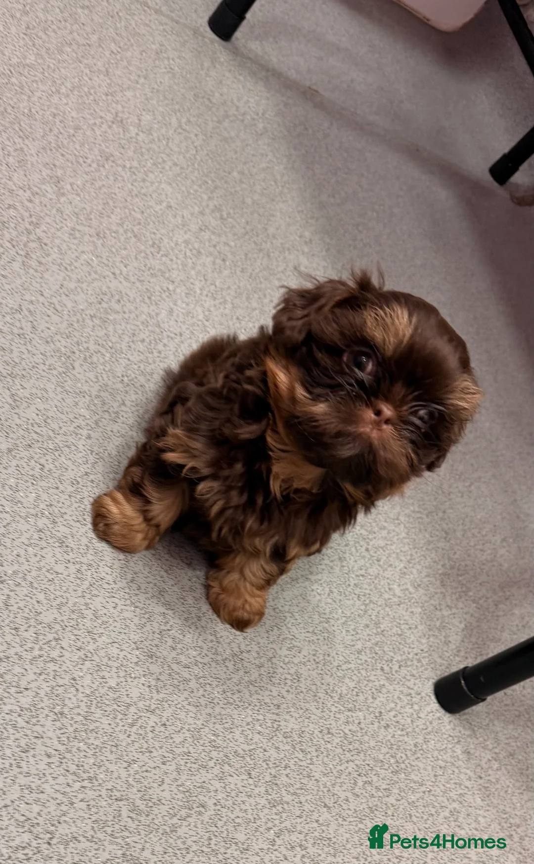 Shih Tzu dogs for stud: 🐶💎 Bumble – Imperial Shih Tzu Stud, kc reg 💎🐶 in Liverpool - Advert 12