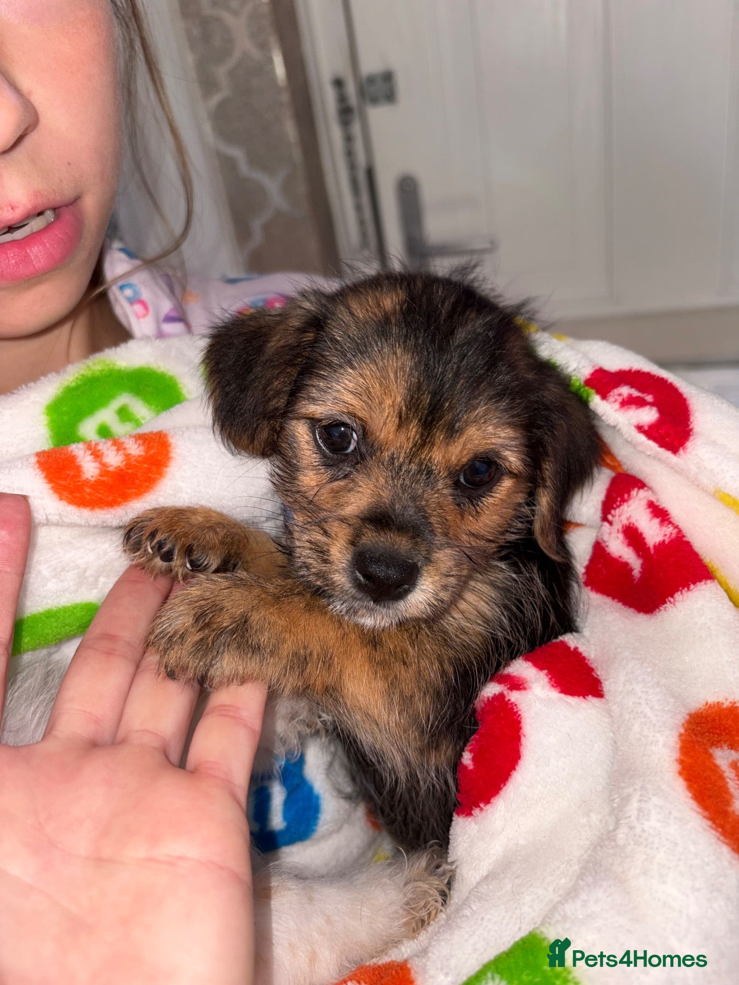 Mixed Breed dogs Beautiful Jack Russel x Shih Tzu - Advert 15