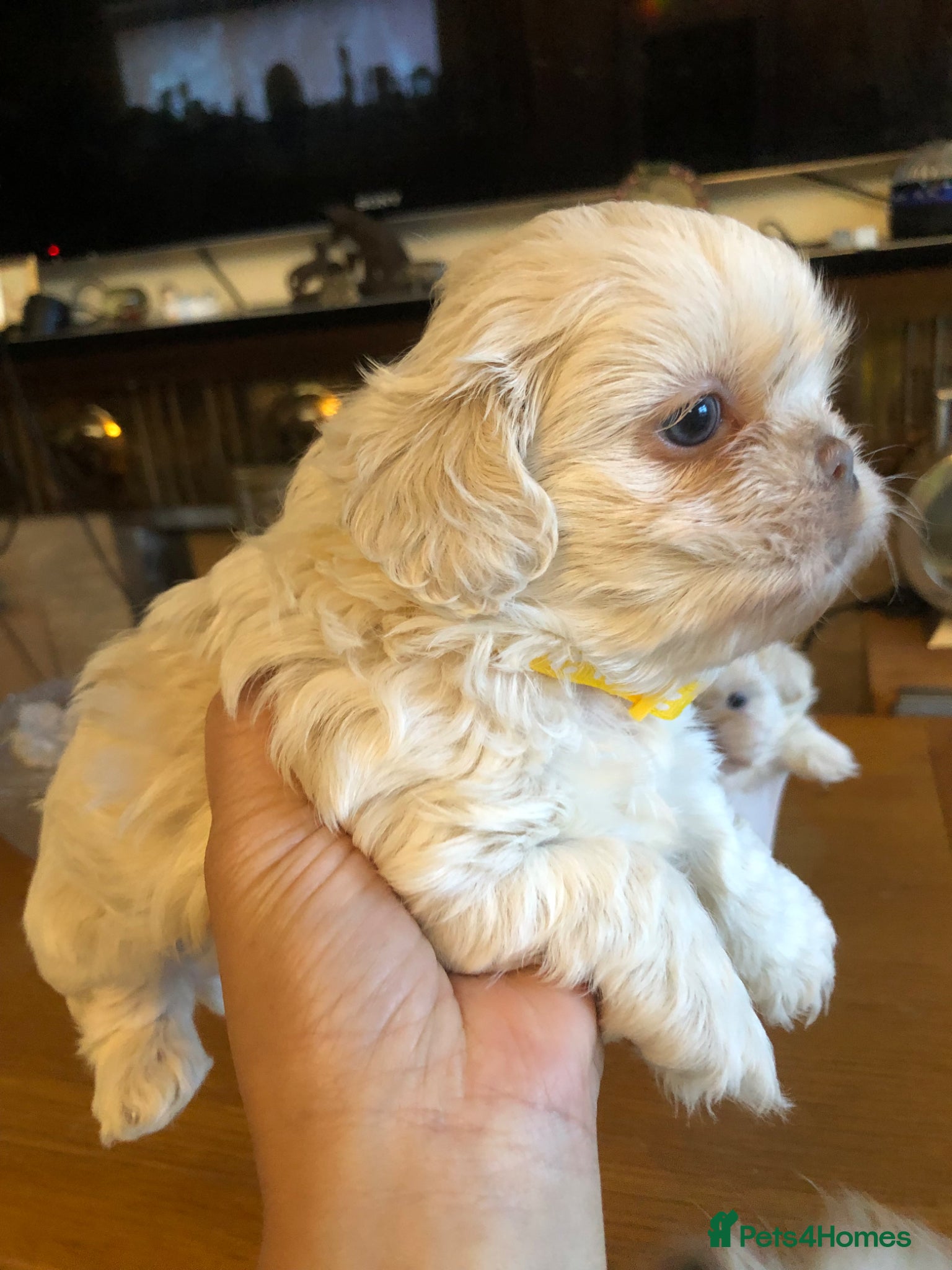 Shih Tzu dogs Beautiful pedigree imperial Shih zhus - Advert 1