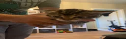 Mixed Breed cats for sale: 4 kittens  - Advert 5