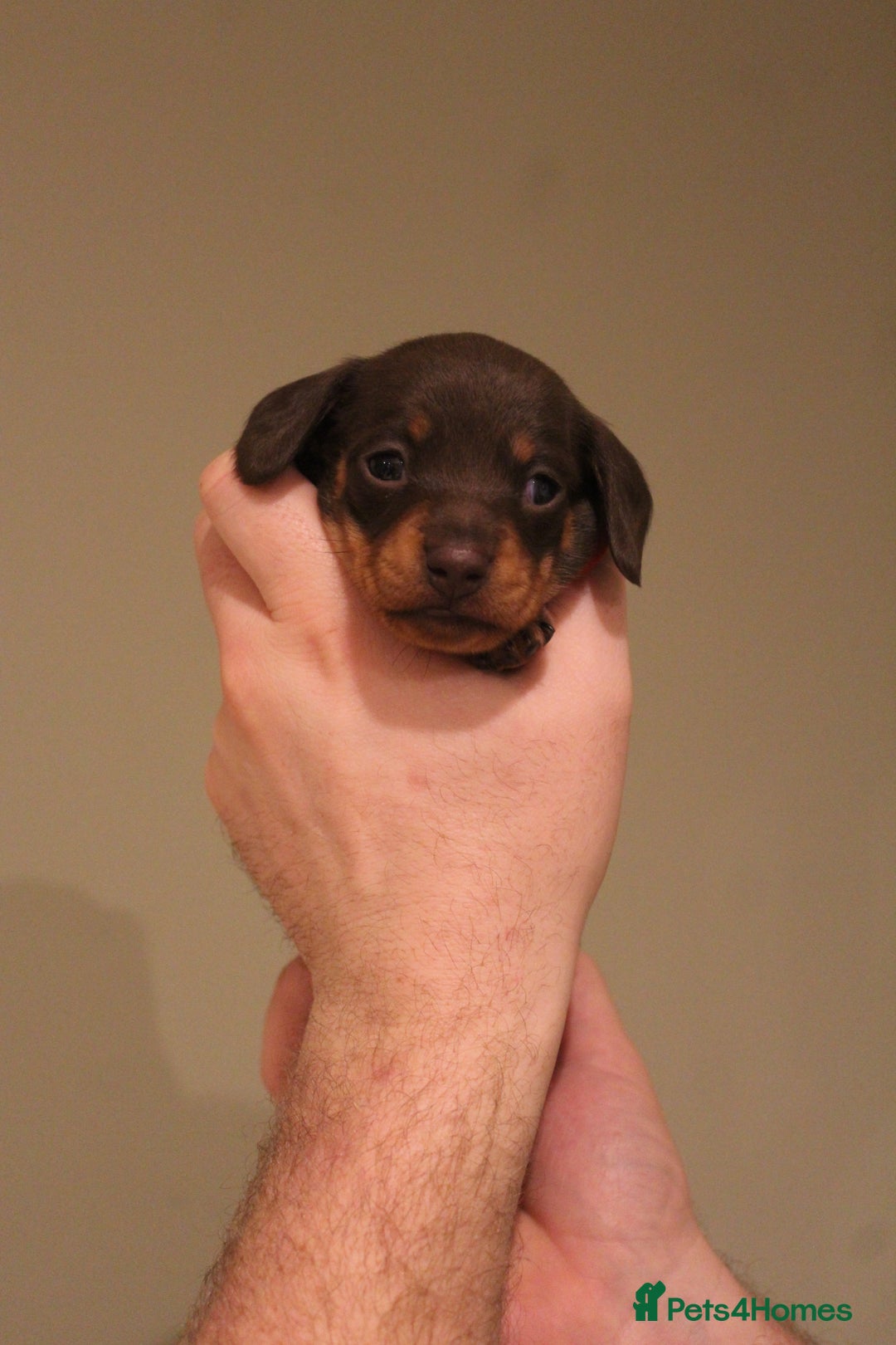 Miniature Dachshund dogs for sale: Miniature Dachshund Puppies  - Advert 6