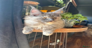 Maine Coon cats - Advert 16