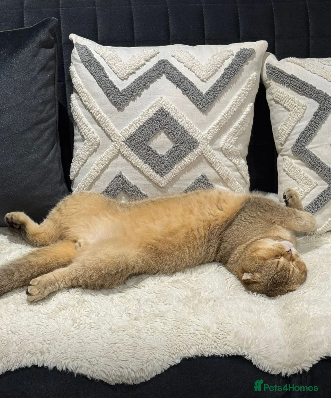 Scottish Fold cats for sale: Scottish fold for sale  - Advert 7