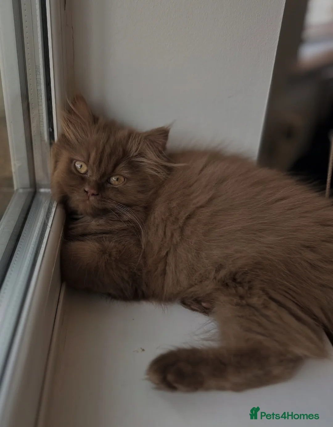 British Shorthair cats for sale: Cinnamon British Longhair  - Advert 2