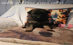 German Shepherd dogs for sale: GLENCONNER KC REGISTERED GERMAN SHEPHERD PUPS  - Image 5