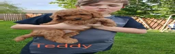 Labradoodle dogs for sale: Miniature Boy Labradoodle Puppies – Ready to Leave - Advert 11