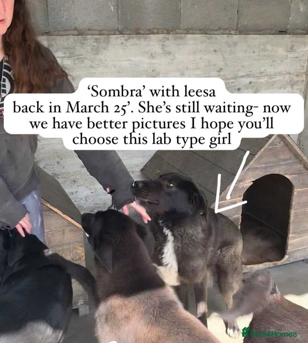 Mixed Breed dogs for adoption: Sombra, 1.5 yrs approx  Available for adoption  in Brixham - Image 28