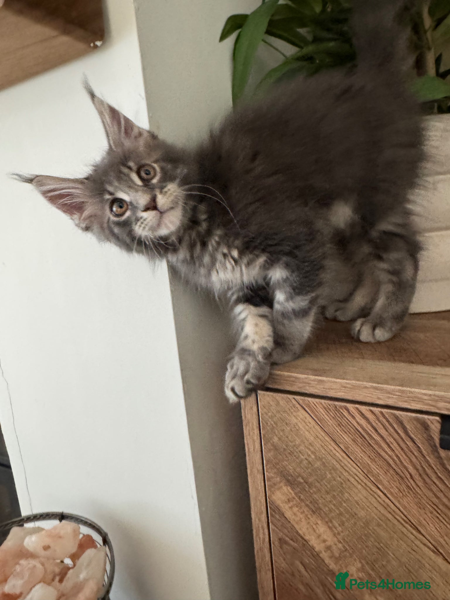 Maine Coon cats **Ready now 2 left** Maine coon TICA reg - Advert 8