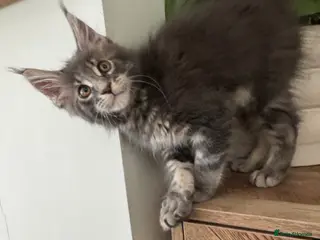 Maine Coon cats **Ready now 2 left** Maine coon TICA reg - Advert 8