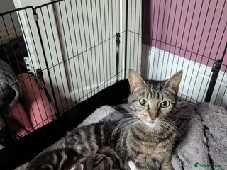 Mixed Breed cats 3 beautiful mixed breed kittens - Advert 2