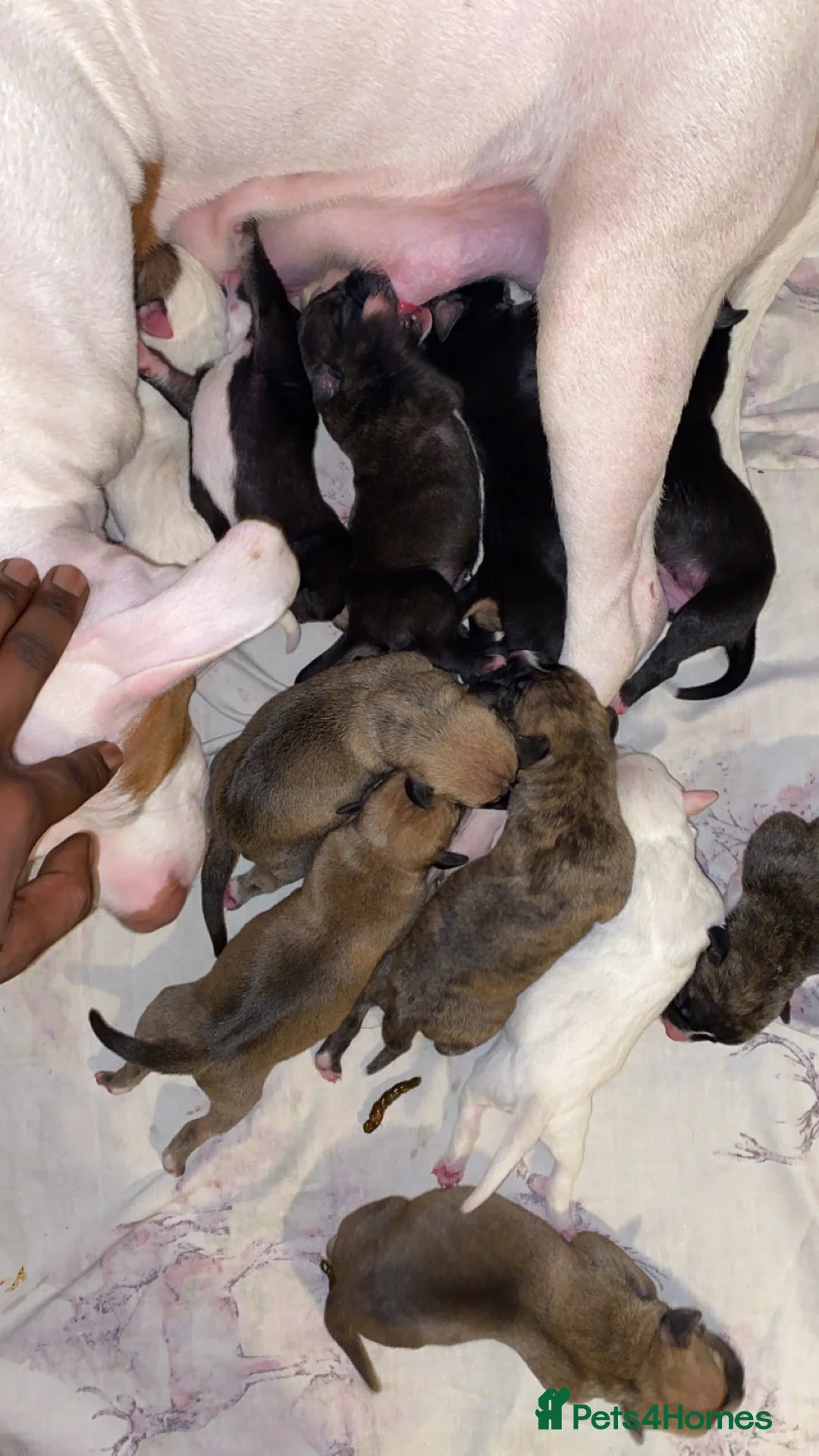 Mixed Breed dogs for sale: Bullherder puppies  - Advert 2