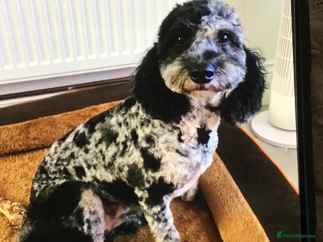 Cockapoo dogs for sale: F2 cockapoo pups in Grimsby - Advert 1