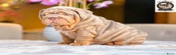 English Bulldog dogs for sale: 🔥 REPEAT BREEDING CONFIRMED 🔥  - Advert 7