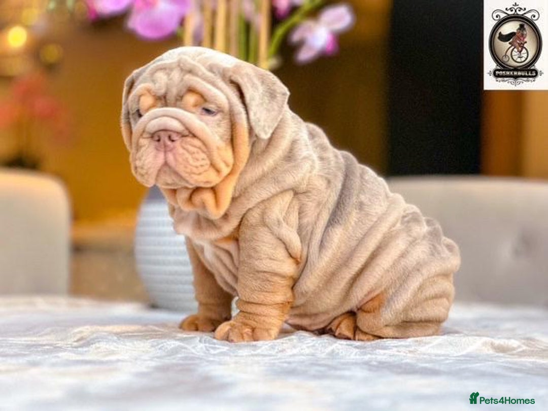 English Bulldog dogs for sale: 🔥 REPEAT BREEDING CONFIRMED 🔥  - Advert 7