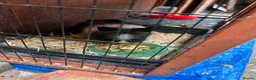 Mini Lion Lop rabbits for sale: Two Beloved female rabbits looking a loving home  in Birmingham - Advert 1