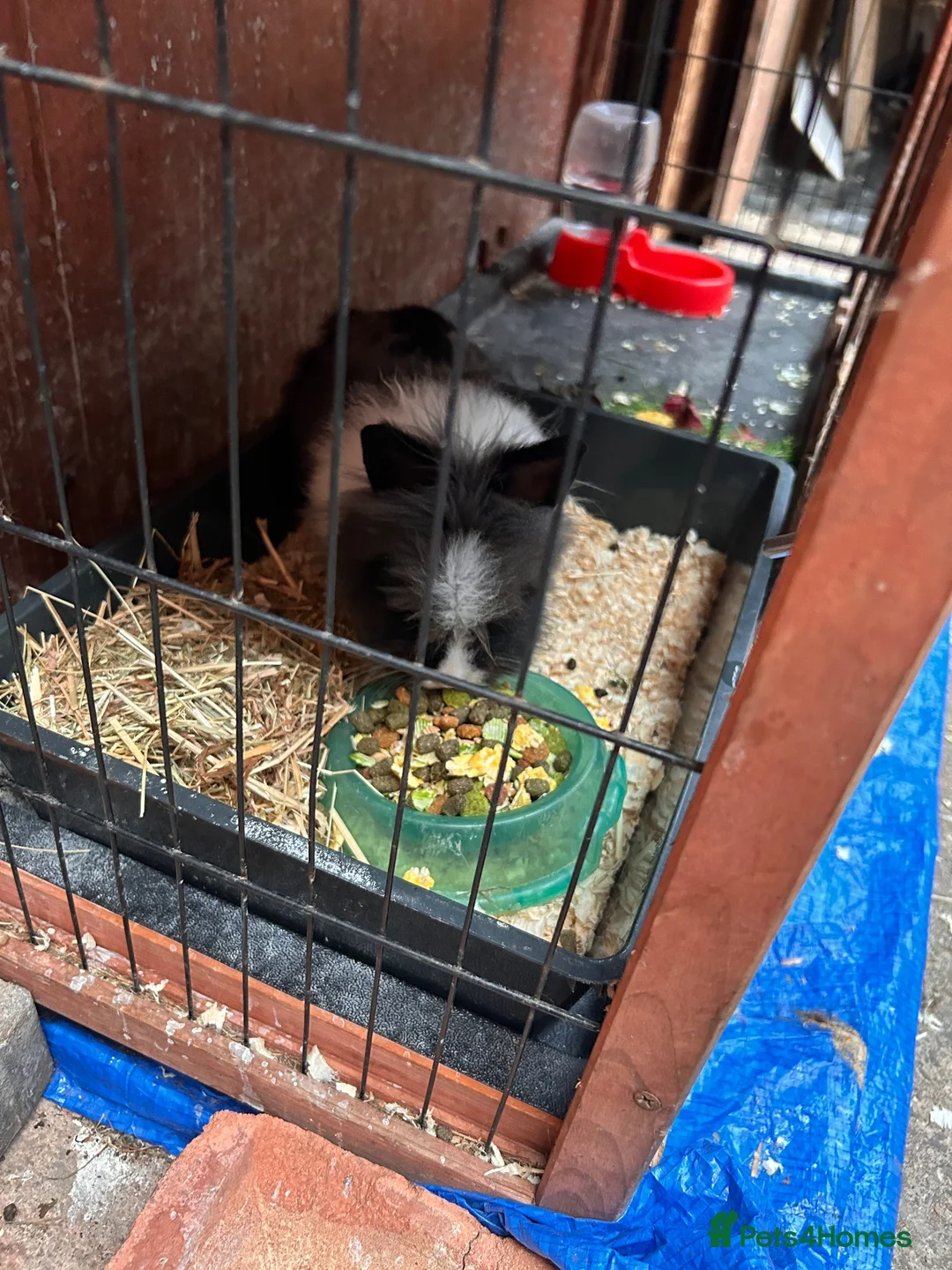 Mini Lion Lop rabbits for sale: Two Beloved female rabbits looking a loving home  in Birmingham - Advert 1