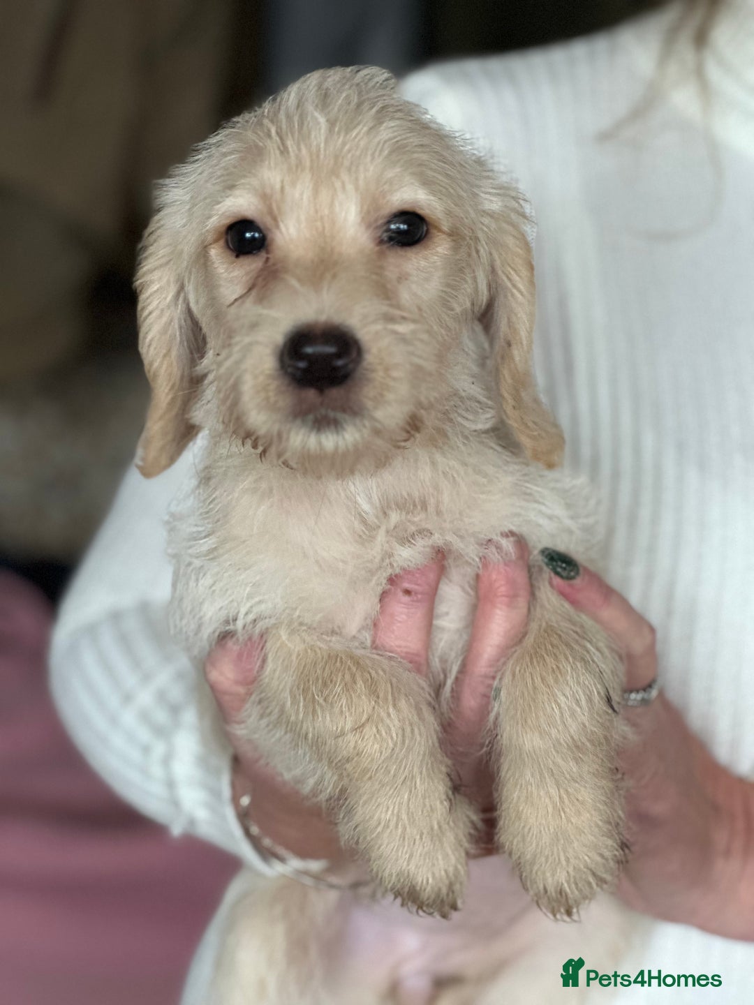 Labrador Retriever dogs for sale: 6 gorgeous Labrador puppies  - Advert 2