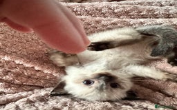 Ragdoll cats for sale: Two beautiful playful ragdolls ready now - Image 5