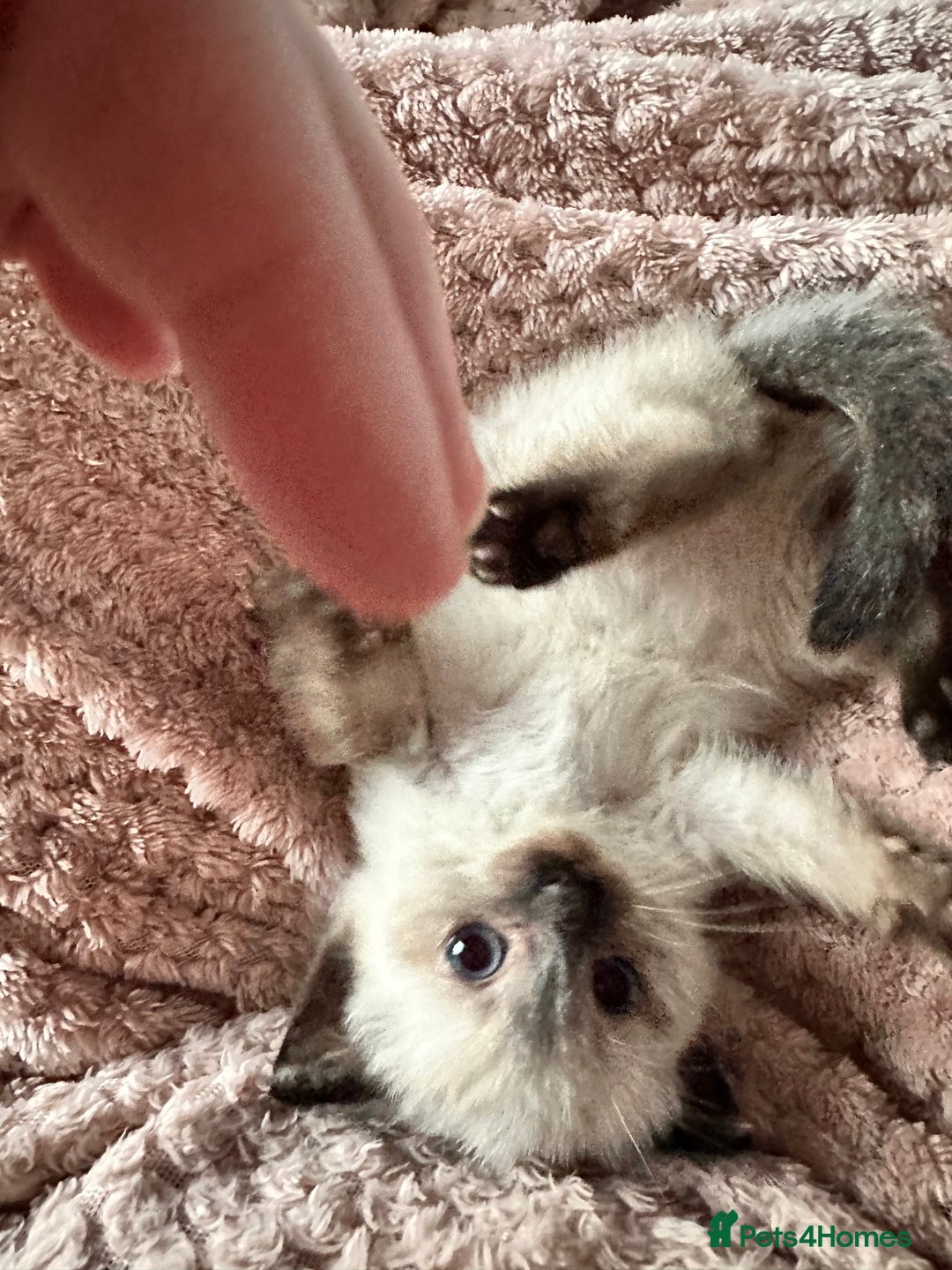 Ragdoll cats for sale: Two beautiful playful ragdolls ready now - Image 5