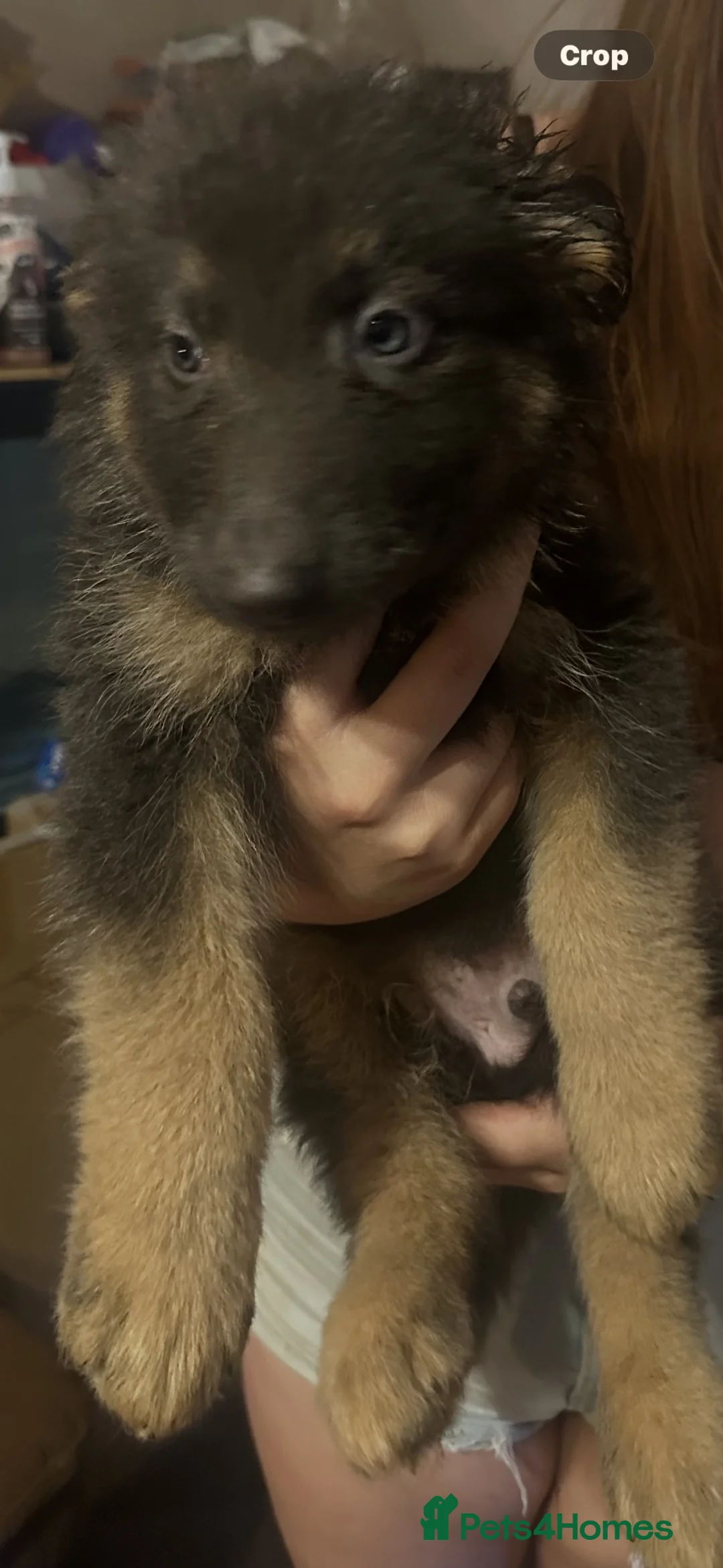 German Shepherd dogs for sale: Straight back German shepherd puppys - Advert 28