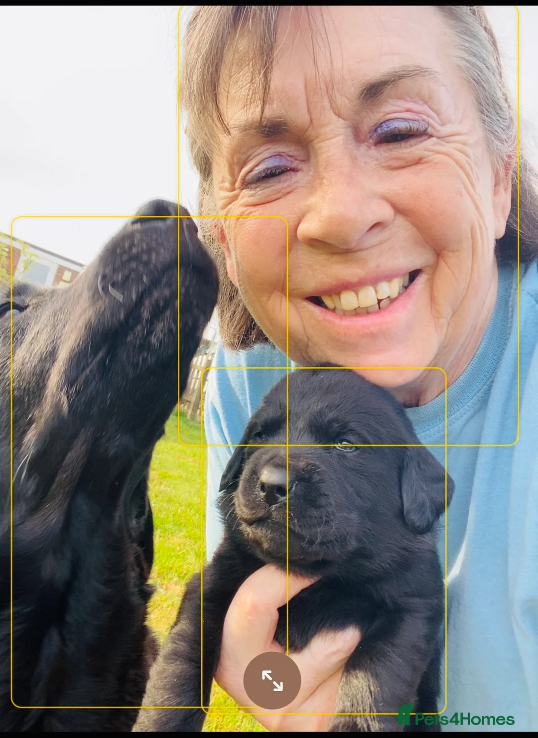 Labrador Retriever dogs for sale: Black Labrador Puppies  - Advert 4