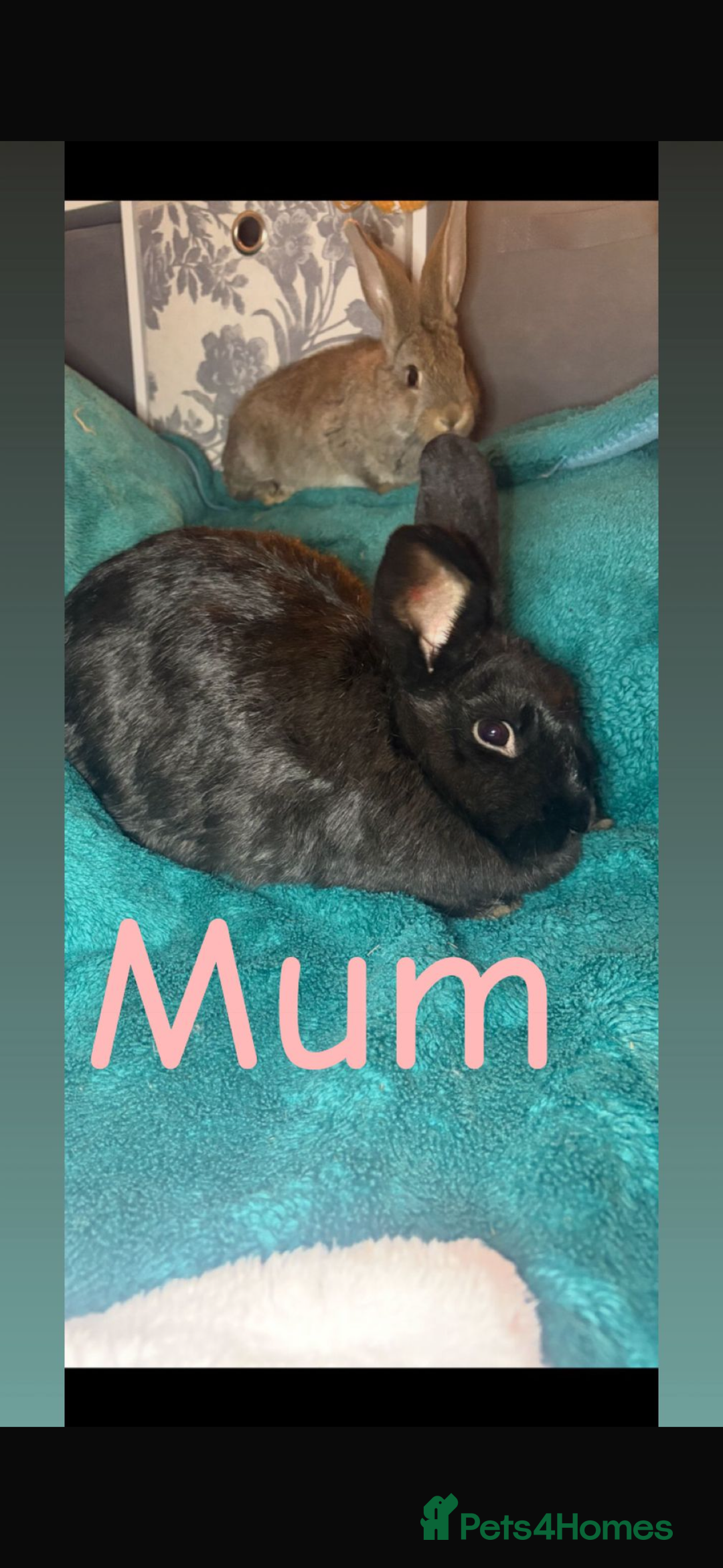 Continental Giant rabbits for sale: Beautiful continental giant baby rabbits ready  - Advert 24