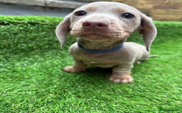 Dachshund dogs for sale: 5 stunning Dachshund puppies - Image 4