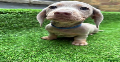Dachshund dogs - Advert 4