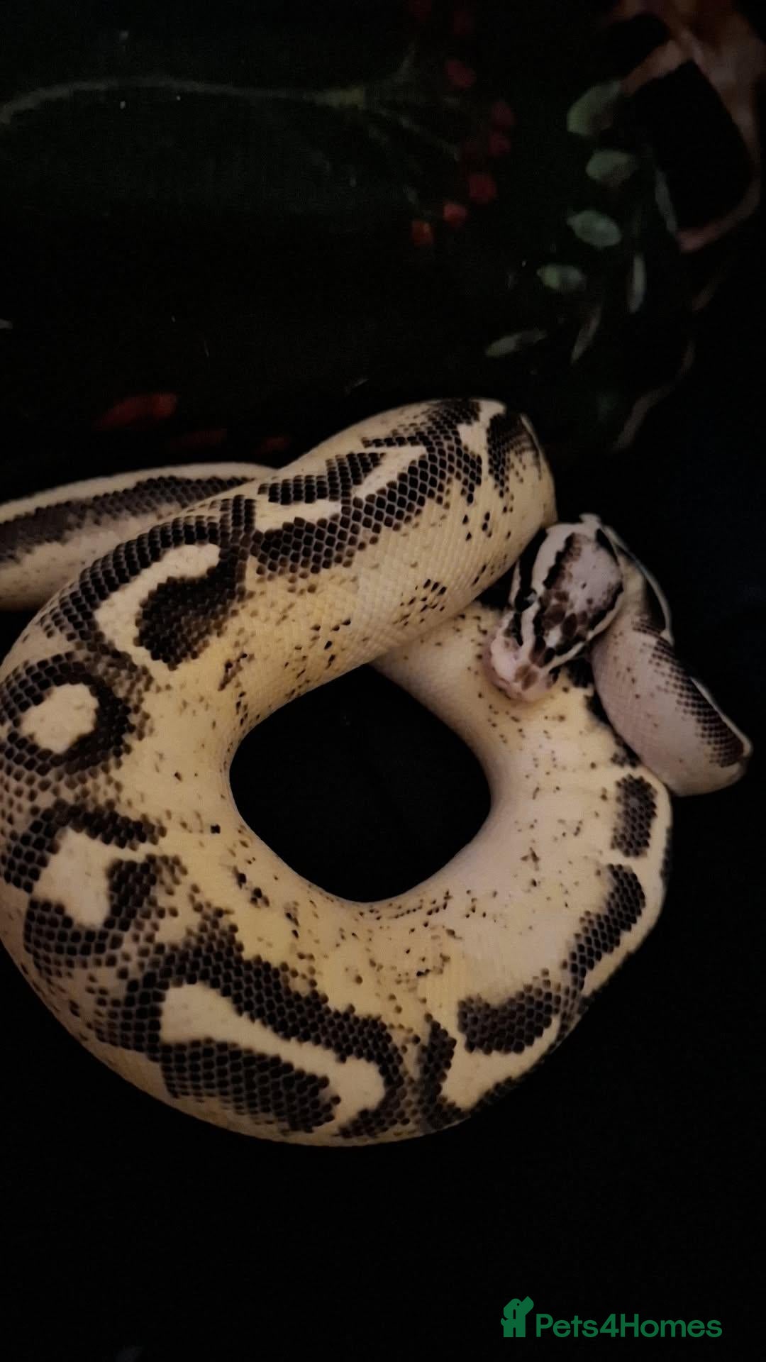 Python Snake reptiles for sale: Pastel Cypress Freeway (yellowbelly and asphalt)  - Advert 1