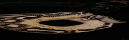 Python Snake reptiles for sale: Pastel Cypress Freeway (yellowbelly and asphalt)  - Advert 1