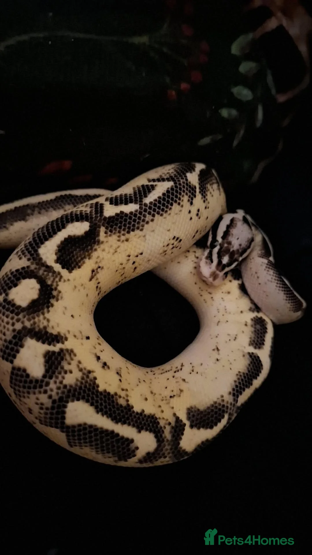 Python Snake reptiles for sale: Pastel Cypress Freeway (yellowbelly and asphalt)  - Advert 1
