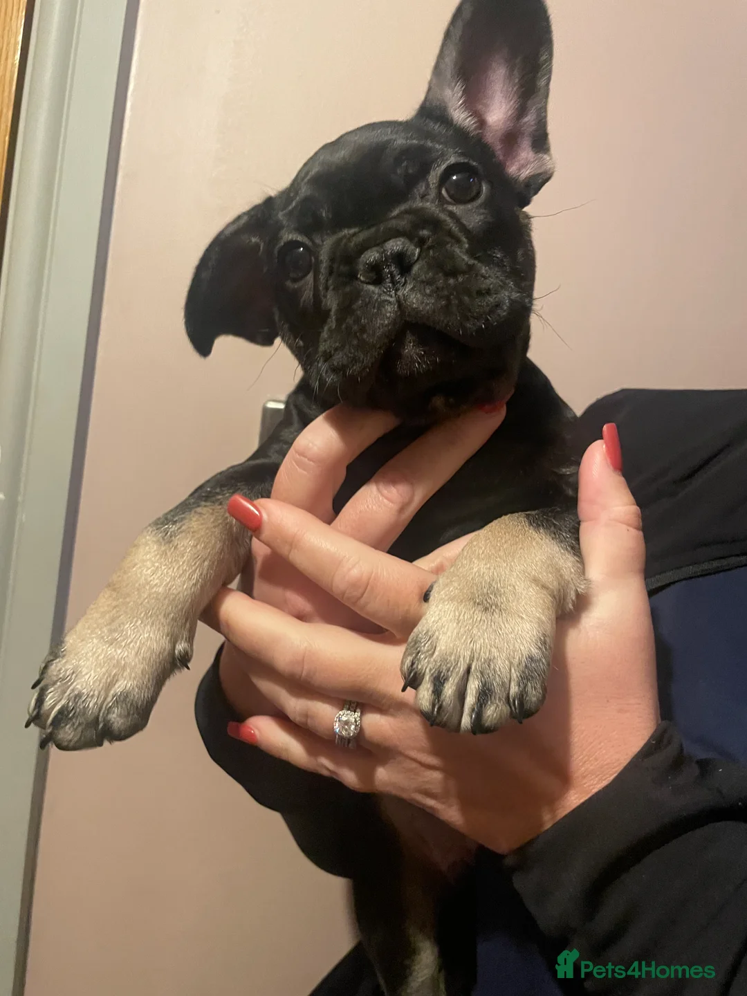 French Bulldog dogs for sale: 3 stunningly unique coloured stocky frenchies - Advert 21