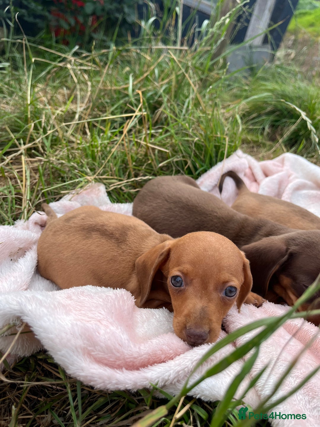Miniature Dachshund dogs for sale: dachshund puppies - Image 9
