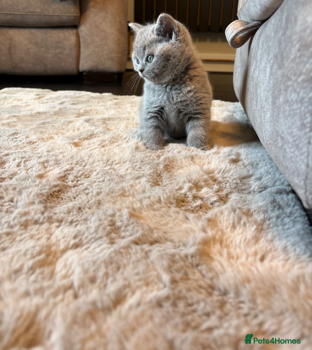 British Shorthair cats for sale: British Short Hair Kitten - Advert 13