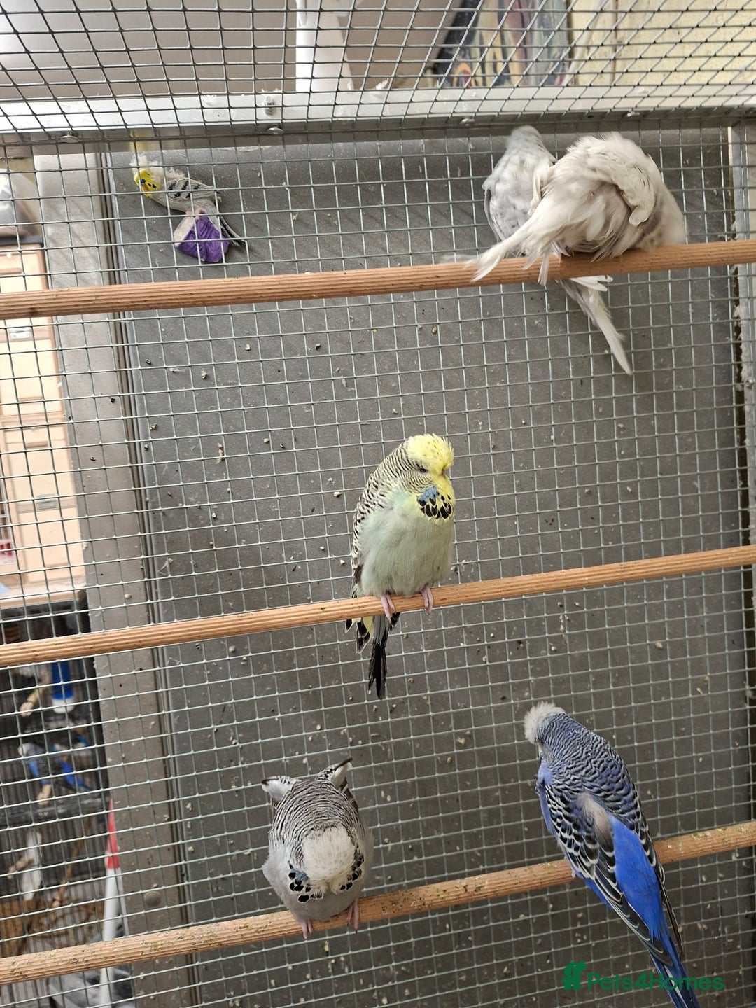 Budgerigars birds for sale: Exhibition Budgerigars for sale. - Image 4