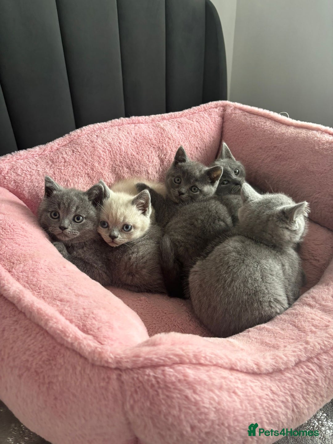 British Shorthair cats for sale: British shorthair kittens - Image 4