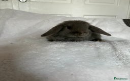 Mini Lop rabbits for sale: Beautiful little mini lop baby bunny rabbits  - Advert 12