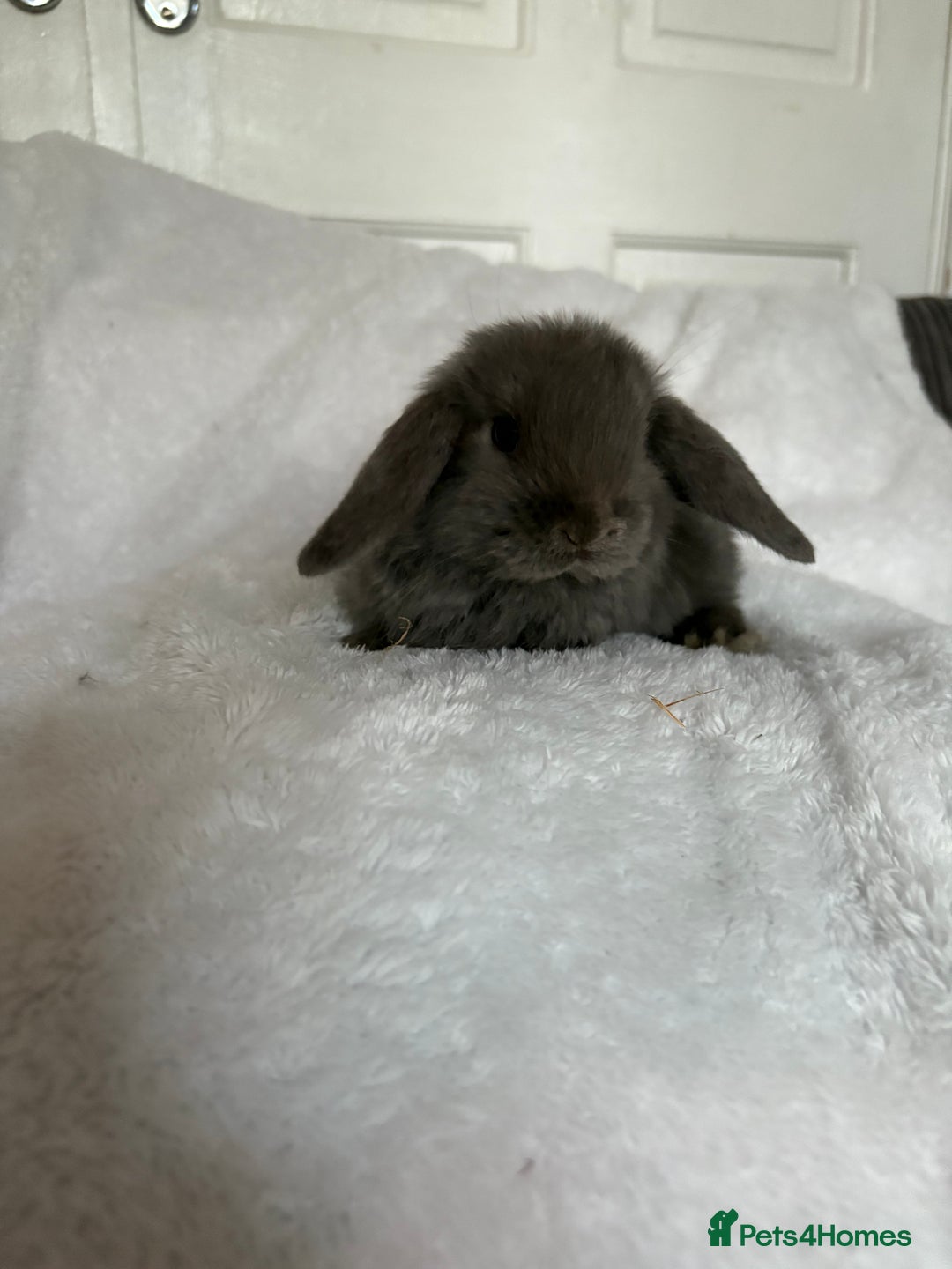 Mini Lop rabbits for sale: Beautiful little mini lop baby bunny rabbits  - Advert 12