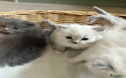 Ragdoll cats for sale: Beautiful Ragdoll kittens  - Image 6