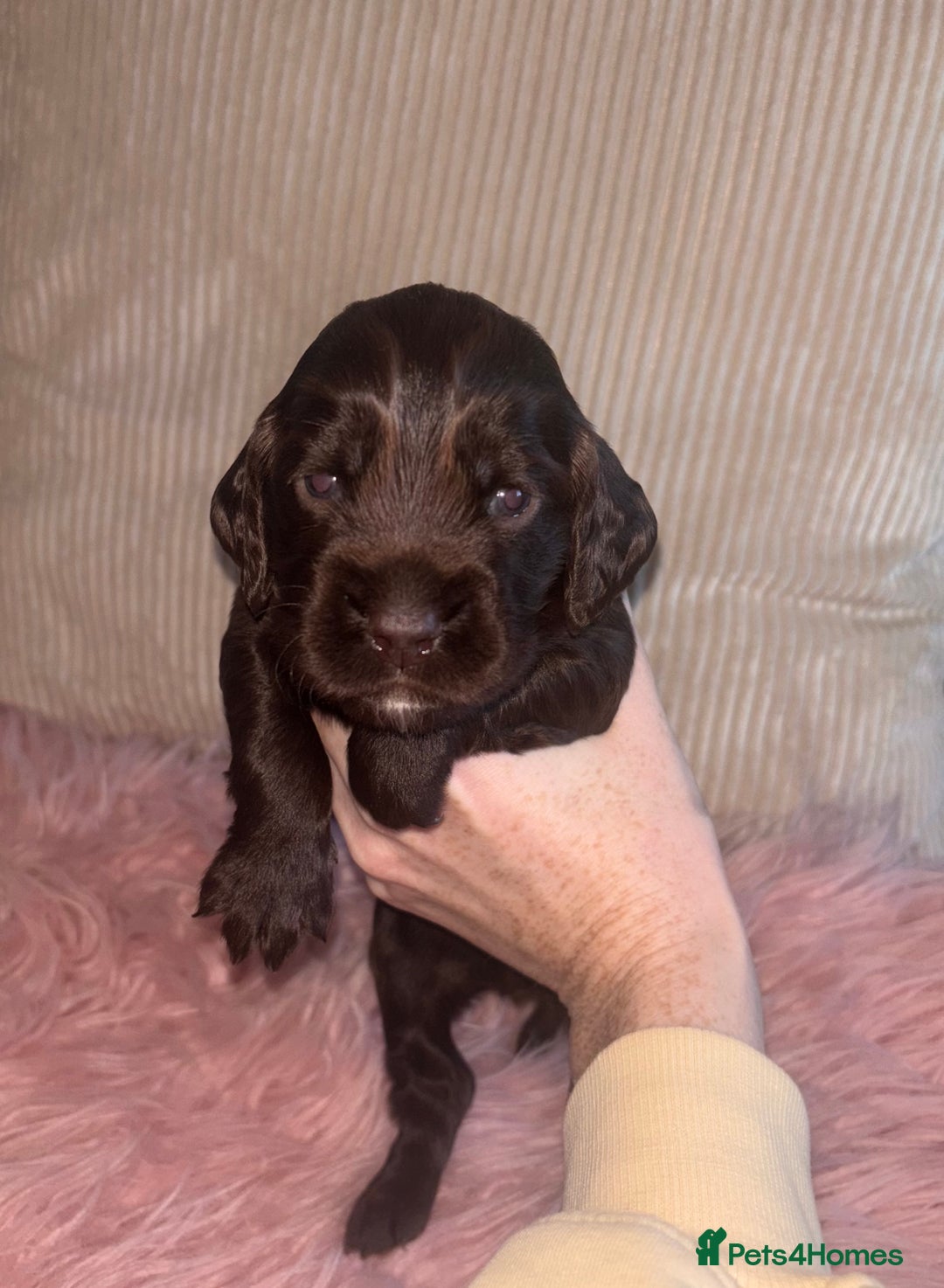 Cocker Spaniel dogs for sale: Beautiful Cocker Spaniel Puppy’s  - Advert 8