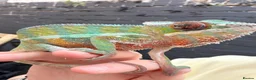 Chameleon reptiles for sale: Panther chameleon  - Advert 2