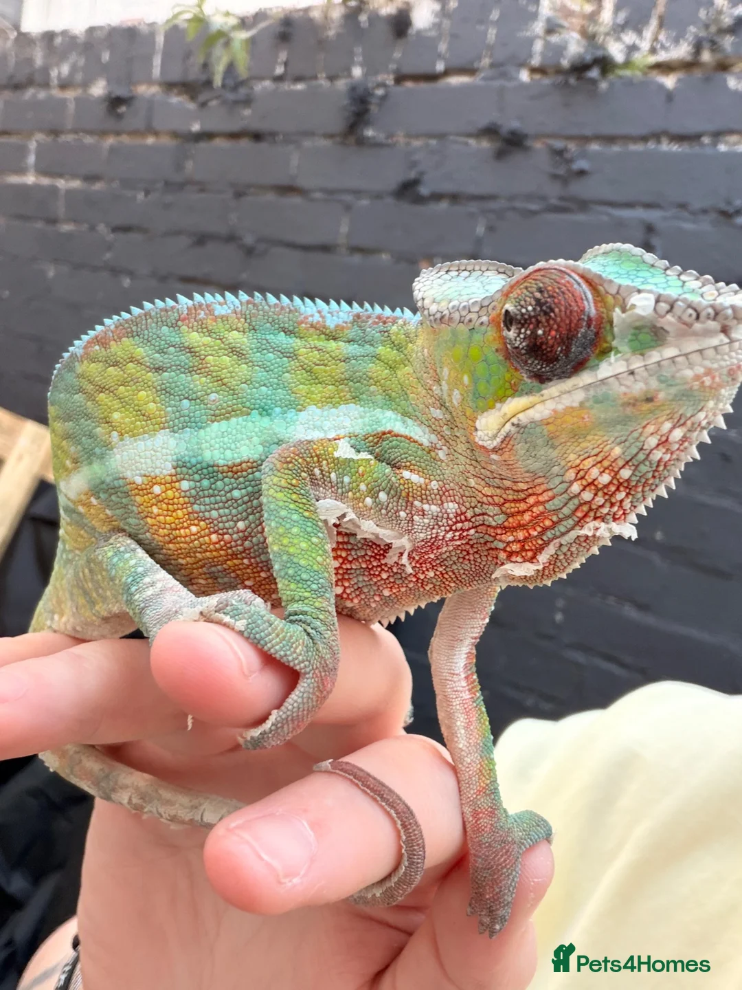 Chameleon reptiles for sale: Panther chameleon  - Advert 2